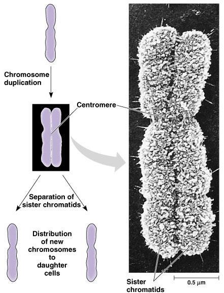 Mitotic Chromosome Duplicated chromosome homologous