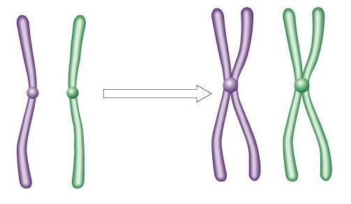 identical copies of original DNA homologous chromosomes