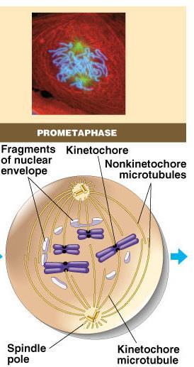 Transition to Metaphase Prometaphase spindle fibers attach to centromeres creating kinetochores microtubules attach at