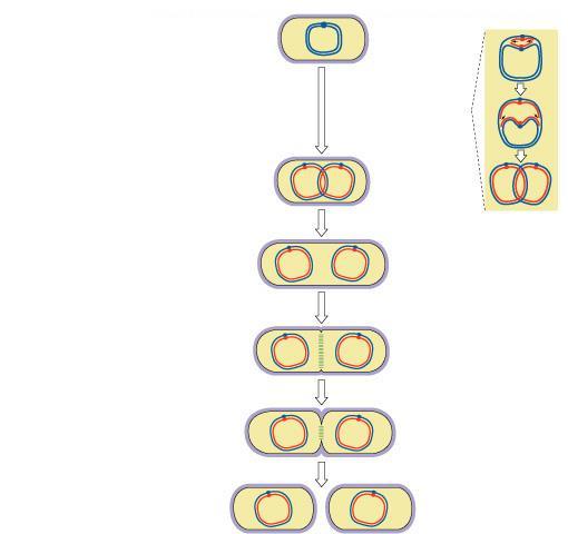 Evolution of mitosis Mitosis in eukaryotes likely evolved from binary fission in bacteria single circular chromosome no membranebound