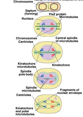 Evolution of mitosis A possible progression of mechanisms intermediate between binary fission & mitosis seen in