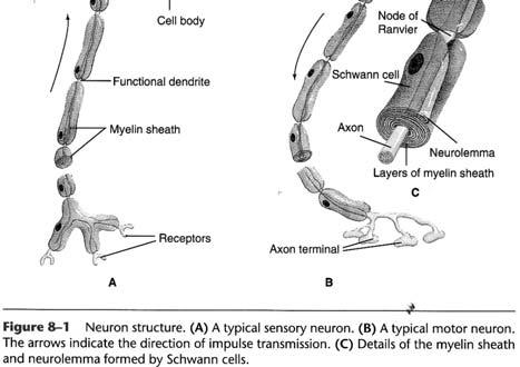 and spinal cord Neurons and neuroglial cells PNS peripheral nerves Neurons and Schwann cells (produce myelin sheath) o Neuron structure Cell body contains organelles Axons process that carries