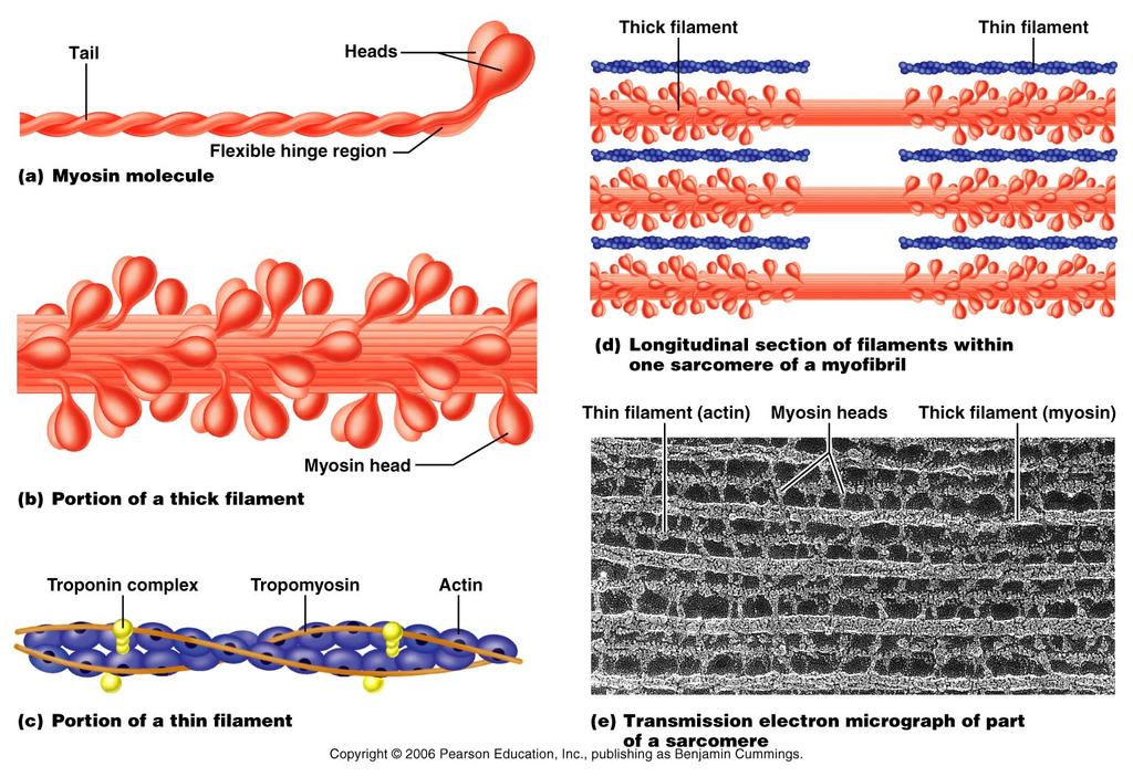 Anatmy & Physilgy Chapter 9 Ntes: Muscles and Muscle Tissue In yur wn wrds, based n these illustratins: