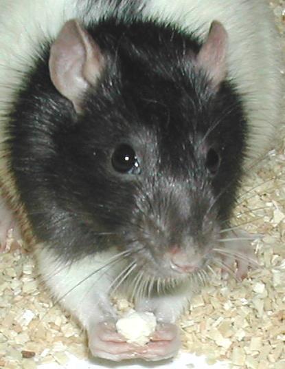 Rat as a model system ADVANTAGES Easy to breed and keep