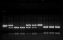 1992) as : n 2 PIC 1 pi i 1 n 1 i 1 j i 1 Where, p i is the population frequency of the i th allele and n is the number of alleles per marker.