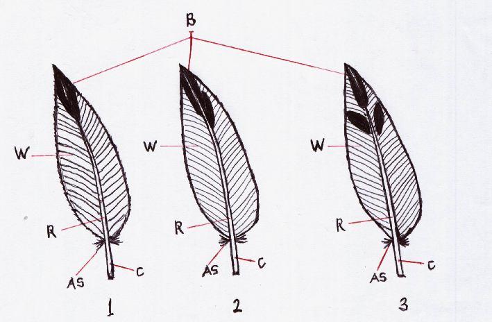 In HSU, back feather was varied in colour: greyish brown (95,71%) and greyish black (4,29%), and in HST, back feather was varied in colour almost finding greyish brown.