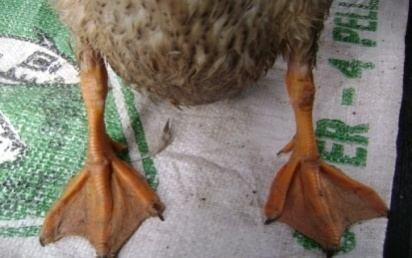 The farmers had no experience and knowledge that the orange beak colour of Alabio duck was corresponding with better laying intensity.