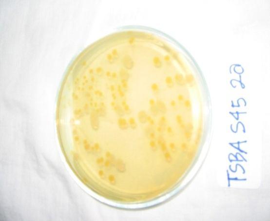 Figure 1. Enterobacter sp in TSBA Figure 2. Gram stain of Enterobacter sp Table 1. Prosentase Enterobcter sp.