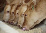 EFSA also assesses the safety of animal feed, which is important for the health of animals, the environment and for