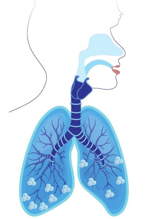 INSIDE LUNGS 1. We breathe through our nose and mouth. 2. The air goes into large airways. 3.