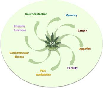 MOLECULAR SIGNALING SYSTEM ECS The ECS helps us: EAT SLEEP RELAX PROTECT FORGET Vincenzo Di Marzo, PhD, 1998 ENDOCANNABINOID SYSTEM Runner s high thought to be from the release of endorphins.
