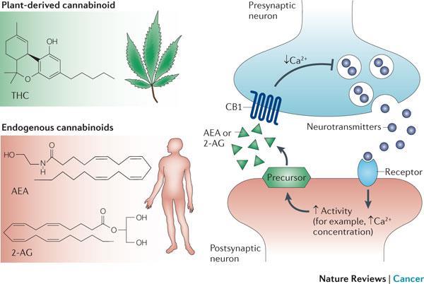 Pharmacology of Cannabis - Phyto-cannabinoids(plant derived) bind to and activate cannabinoid receptors - After activation, post-synaptic