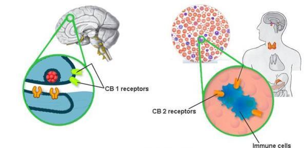 Pharmacology of Cannabis: Different Receptors - Different locations CB1 receptors are mainly in the brain CB2 receptors in the periphery Immune