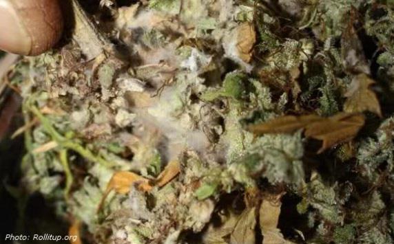 Safety Concerns: Dried Cannabis & Infection -bacteria & mold can affect cannabis during processing -directly inhaled with smoking or vaping -risk of