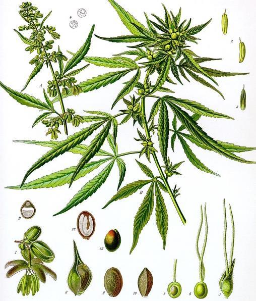 A Brief History of Cannabis -genus: Cannabis -species: sativa(common), indica(common), ruderalis(uncommon) -cannabis contains a number of