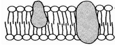 Three Functions of the Cell Membrane 1.