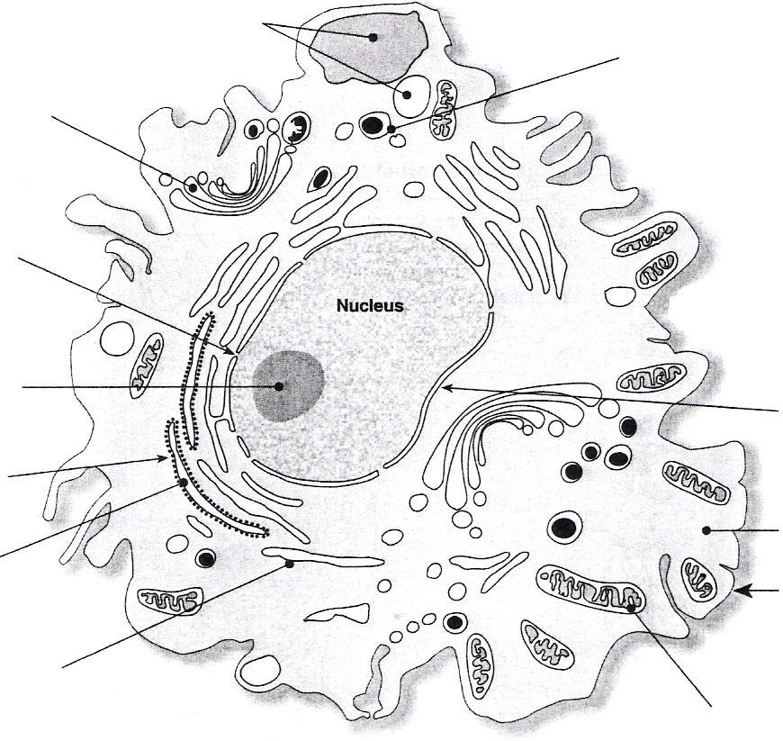 Biology 12 Cell Structure and Function Typical Animal Cell Vacuoles: storage of materials and water Golgi body: a series of stacked disk shaped sacs.