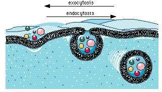 There are 2 types of endocytosis phagocytosis and pinocytosis I.