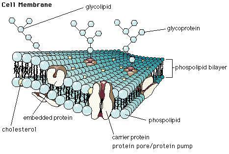 Fluid Mosaic Model of Membrane Components of Cell Membrane: 1. Phospholipids - two layers of phospholids form a cell membrane.