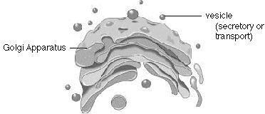 Ribosomes: Made up of ribosomal RNA (rrna) and protein, are not enclosed in a membrane. Site of protein synthesis. Found attached to rough endoplasmic reticulum or free floating in cytoplasm.