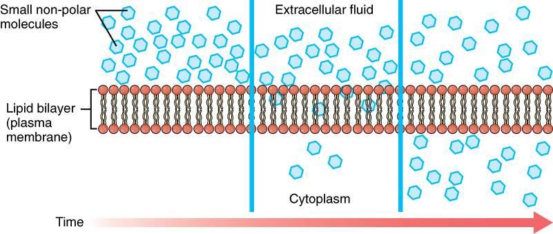 Cell Structure Transport across the cell membrane Transport across the cell membrane occurs as either active or passive transport.