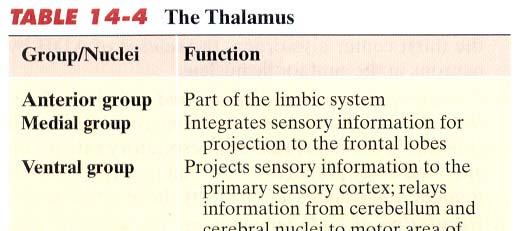 Each thalamus