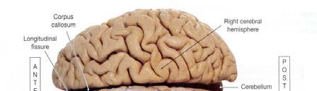 Brain Stem The brain stem is the oldest part of the brain: Mesencephalon Pons Medulla oblongata 4)