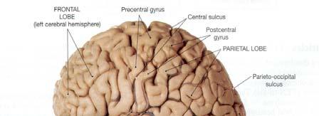 The brain normally contains several fluid filled cavities known
