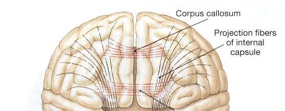 The left and right cerebral hemispheres are almost completely separated by a