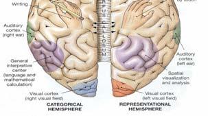 *corpus callosum: contains > 200 million axons, 4 billions impulses/sec *anterior commisure Prefrontal Cortex The prefrontal cortex coordinates