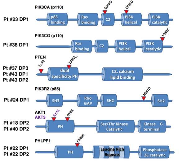 Acquired Resistance to BRAF Inhibitors: PI3K/PTEN/AKT Mutations PI3K PTEN BRAF inhibitor MEK inhibitor BRAF