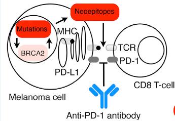 Inhibiting PD 1-Mediated Adaptive Immune Resistance Increased Mutational Load Anti PD-1 Anti PD-L1 Melanoma cell Rizvi NA, et al.