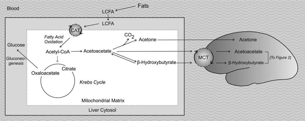 Figure 1. Alterations in intermediary metabolism during the high-fat, low-carbohydrate ketogenic diet that lead to the formation of ketone bodies.