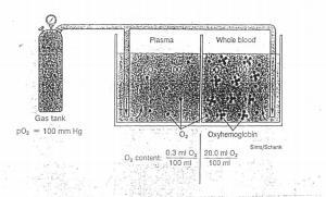 1g of hemoglobin carries 1.34 ml oxygen. We have 20 ml oxygen/100 ml of the whole blood, and 0.3 ml oxygen/100 ml plasma.