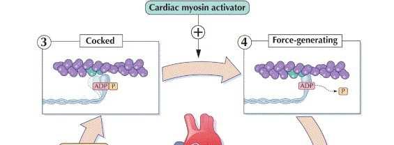 The challenge of cardiac myocin activation - Target the force generating enzyme cardiac myosin