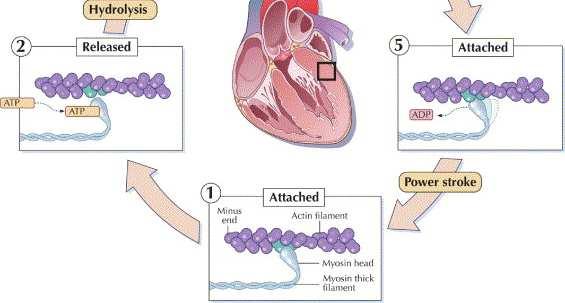 - Increase fractional shortening of cardiac myocytes without altering intracellular calcium