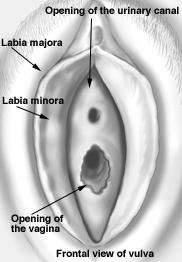 Fig.19.3. External Genitalia 19.7. The Mammary Glands The mammaries are paired glands located superficial to the pectoralis major and attached to them by a layer of connective tissue.