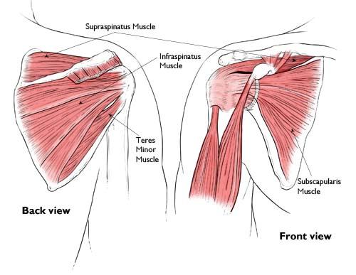 This illustration more clearly shows the four muscles and their tendons that form the rotator cuff and stabilize the shoulder joint.