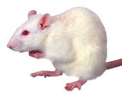 with the loud noise Eventually, he feared the white rat