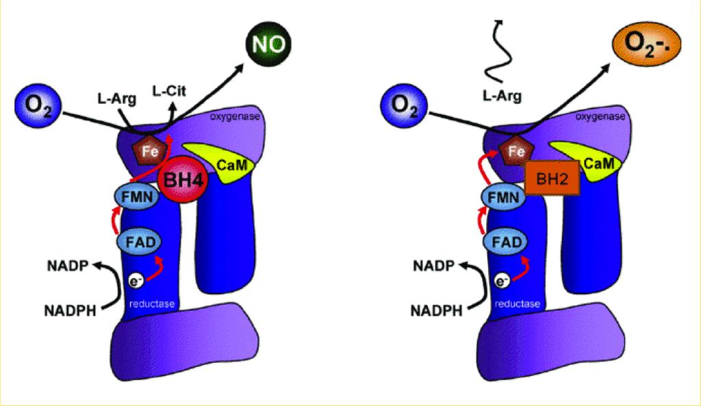 12 Figure 1. Schematic Diagram of enos Coupling and Uncoupling. When BH 4 is the enos cofactor, it binds to the heme oxygenase domain to promote the binding of the L-arginine substrate.