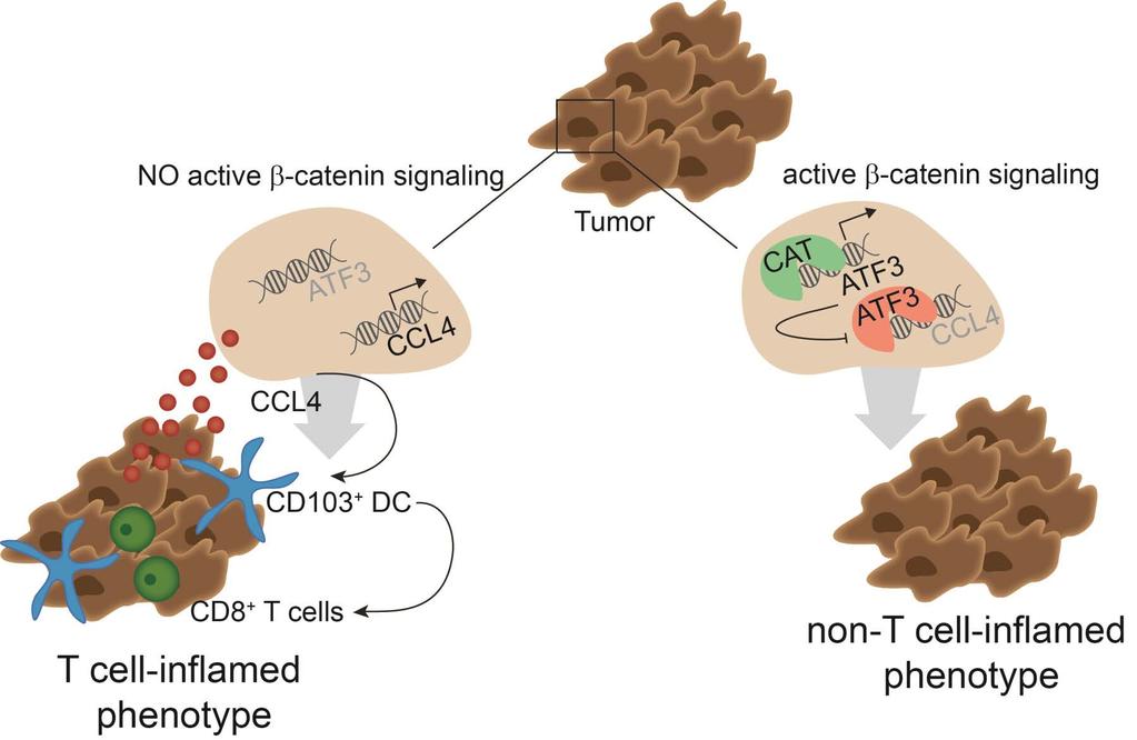 Model of how melanoma-intrinsic β- catenin activation prevents