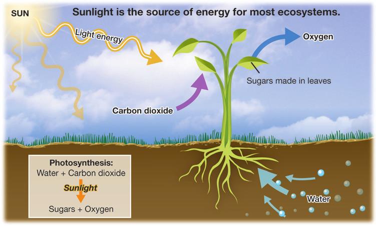 TEKS 8.11A: Ecosystem Roles p. 2 Photosynthesis and energy Sunlight Photosynthesis Sunlight is almost always the first type of energy to enter an ecosystem.