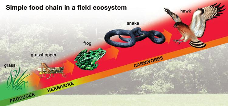 A simple food chain A food chain shows how each member of an ecosystem gets its food. A simple food chain links a producer, an herbivore, and one or more carnivores (Figure 1).