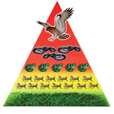 TEKS 8.11A: Ecosystem Roles p. 5 Energy and food chains Energy decreases as you move up in a food chain Energy pyramid There are more producers than herbivores or carnivores in an ecosystem.