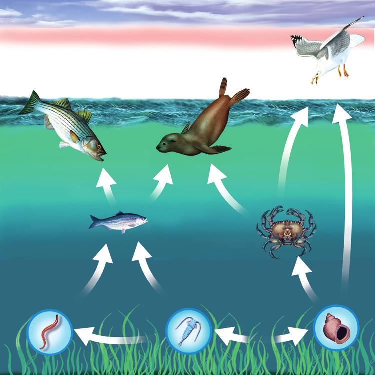 TEKS 8.11A: Ecosystem Roles p. 6 Food webs What is a food web? Most animals are part of more than one food chain. They eat more than one kind of food to get enough energy and nutrients.