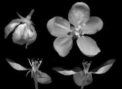 merous flowers Gynoecium