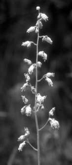 Saxifragaceae - saxifrage family Tiarella