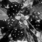 cherry (cherry, plum) 4.