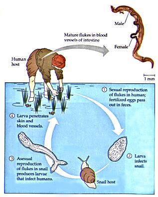 adults (unusual because diecious) Schistosome Fluke Life eggs Cycle Fig.