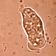 Parasites don't always kill the host, but they may weaken or sicken it. Protozoa is another name for animal like protists.